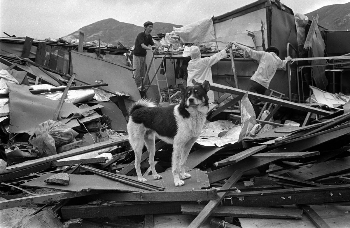 A dog stands on wreckage as students from St Joseph’s Anglo-Chinese School help typhoon victims in Sam Ka Tsuen