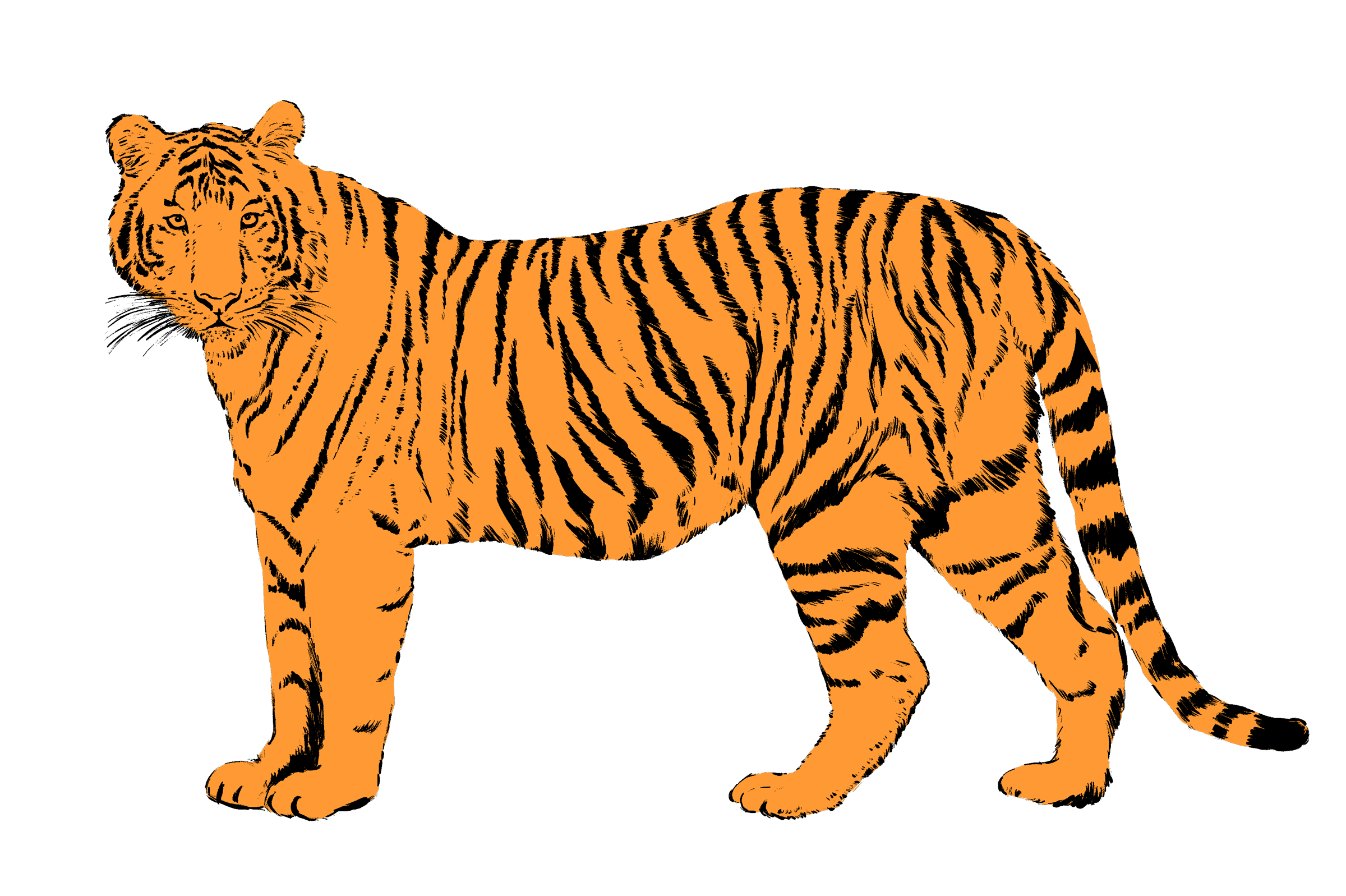 Year of tiger 2022