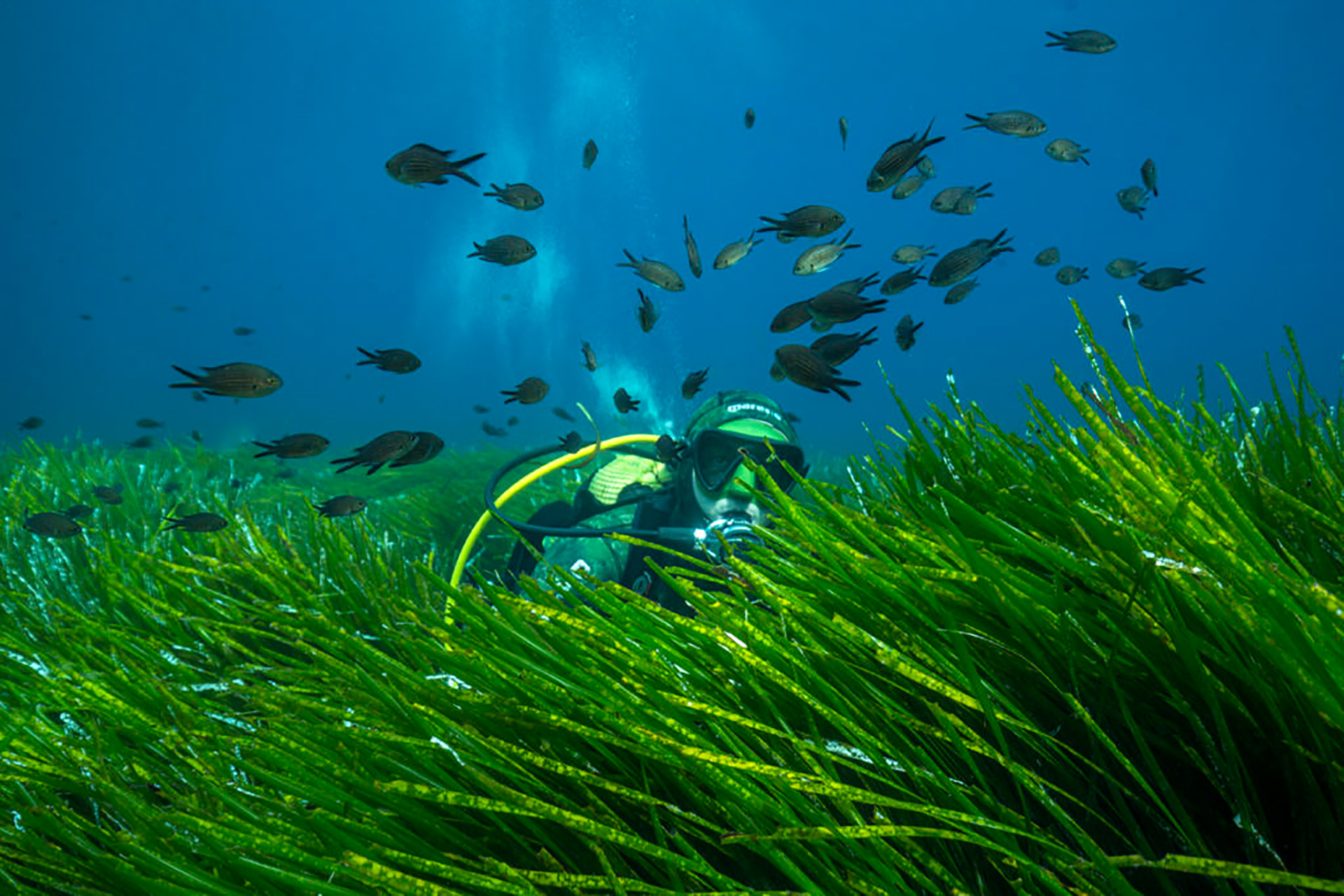 Водоросли на морском дне