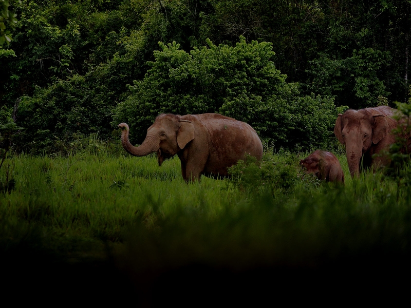 Why Women Lead Conservationists’ Fight To Protect Endangered Asian ...